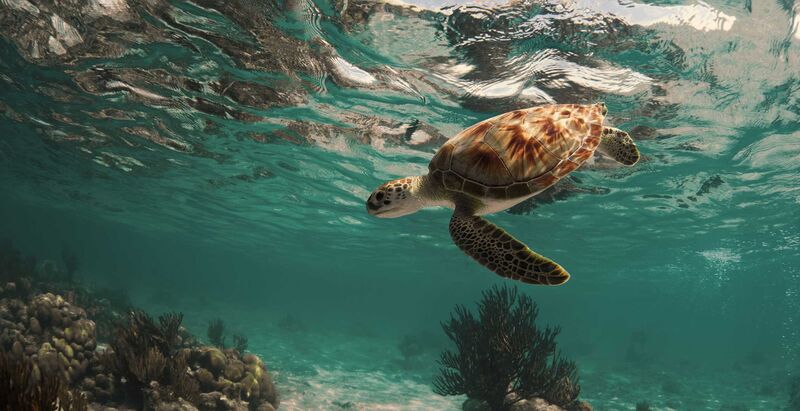 Eine Schildkröte paddelt im klaren Wasser